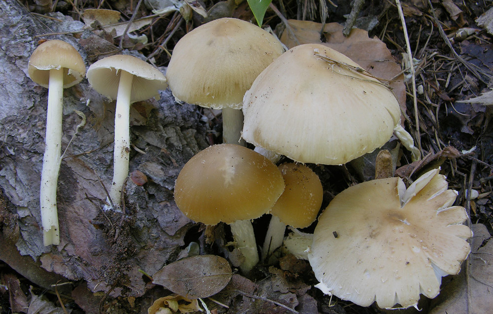 L''acqua � arrivata vediamo ora i funghi....